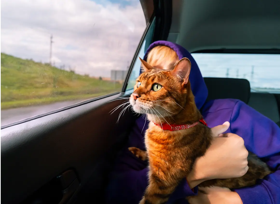 Person holding cat looking out car window.