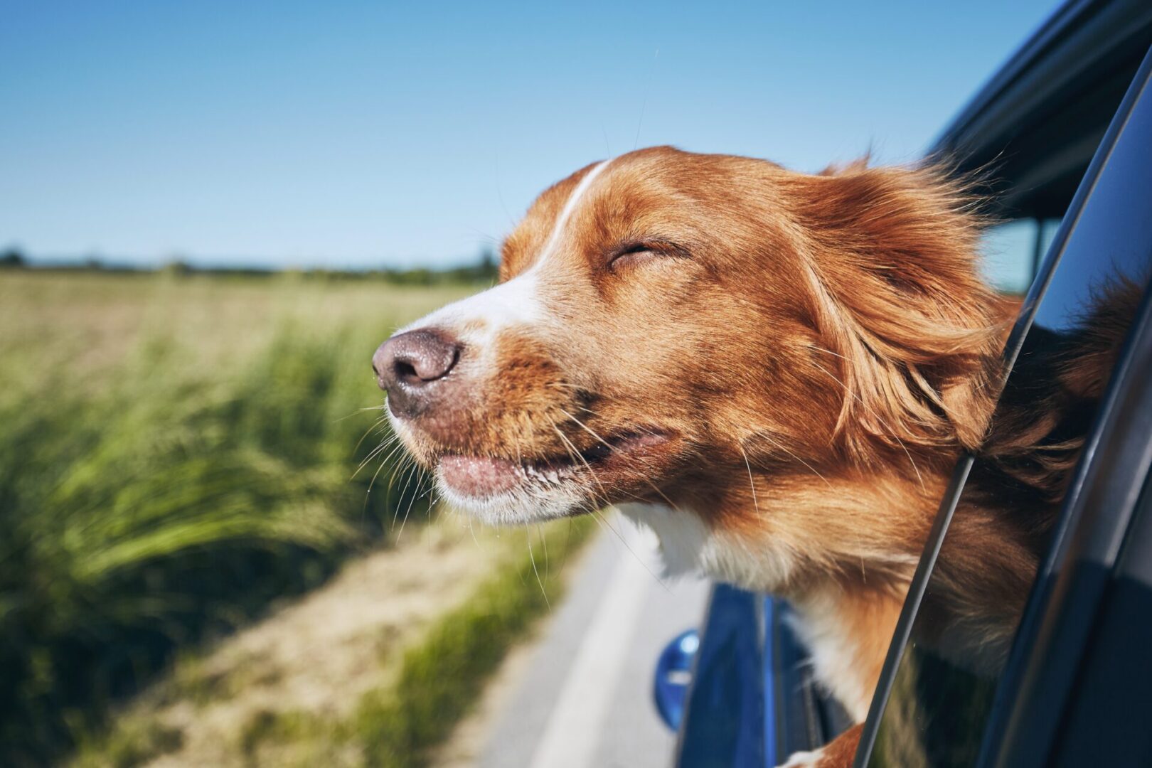Dog enjoying breeze with head out window.