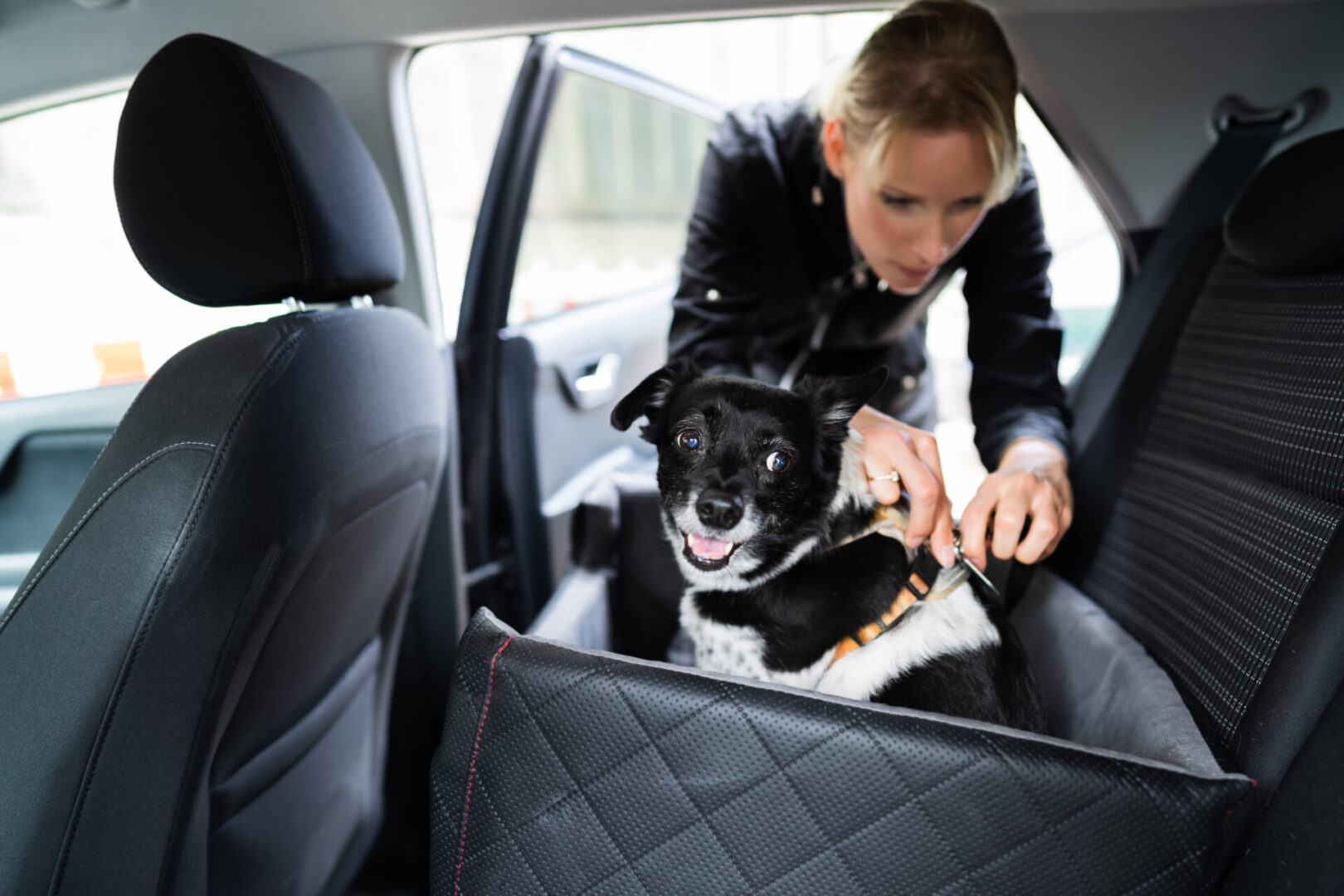 Woman securing dog in car seat.