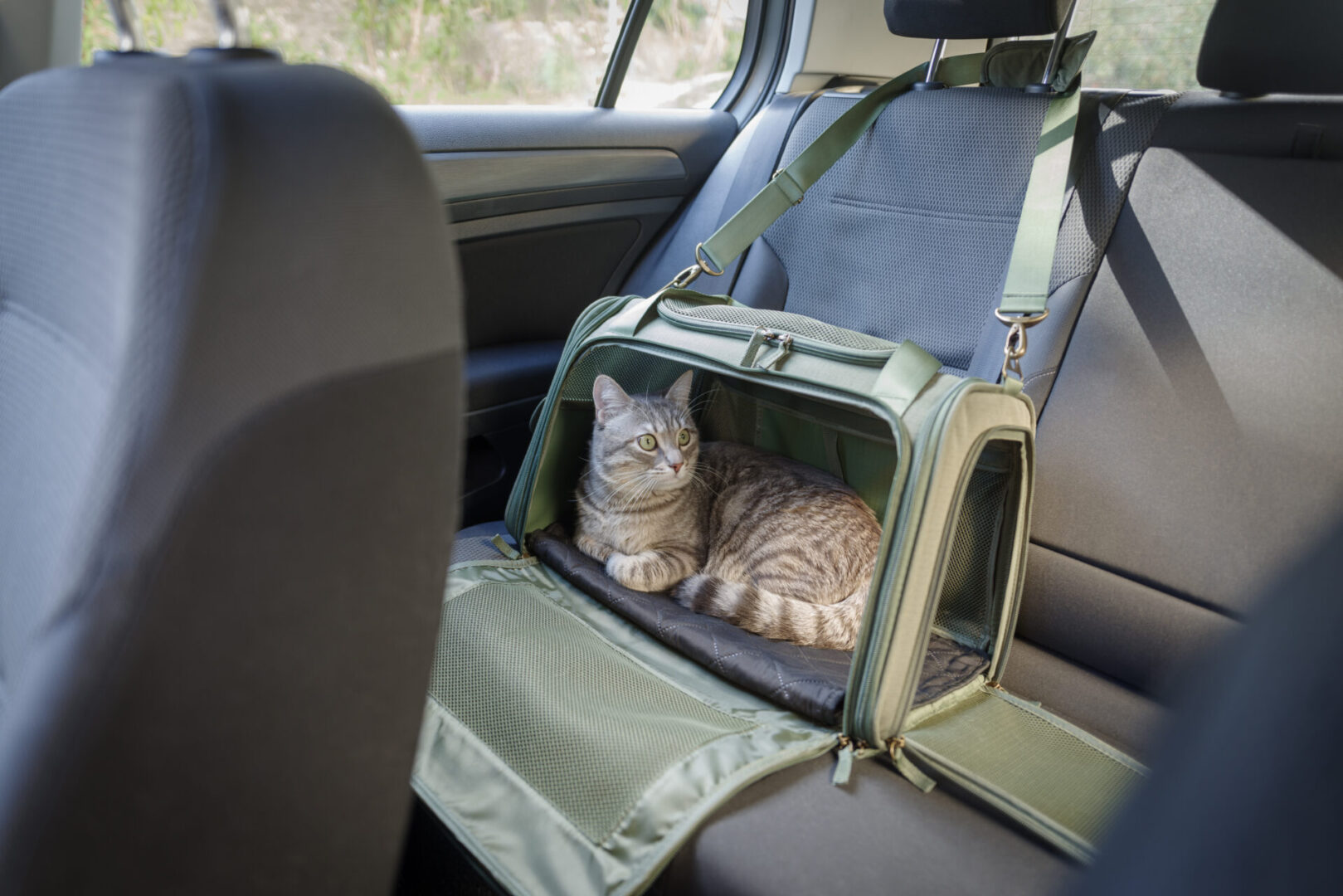 Cat in carrier on car seat.