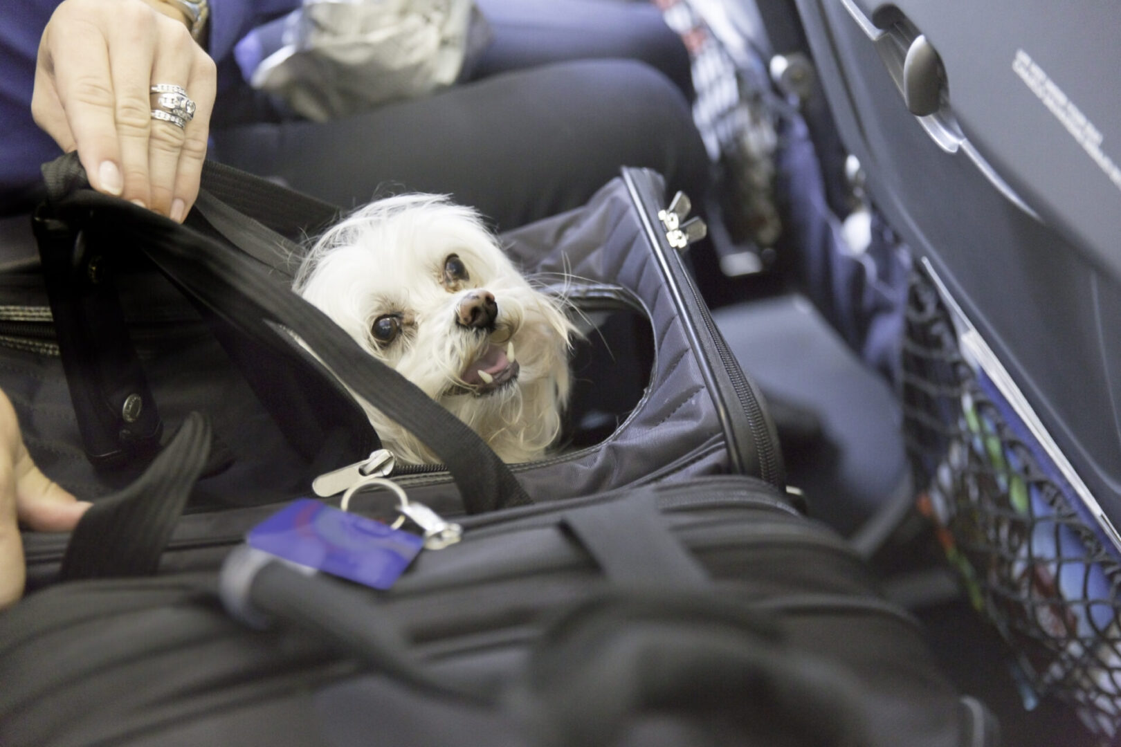 Dog in carrier on airplane seat.