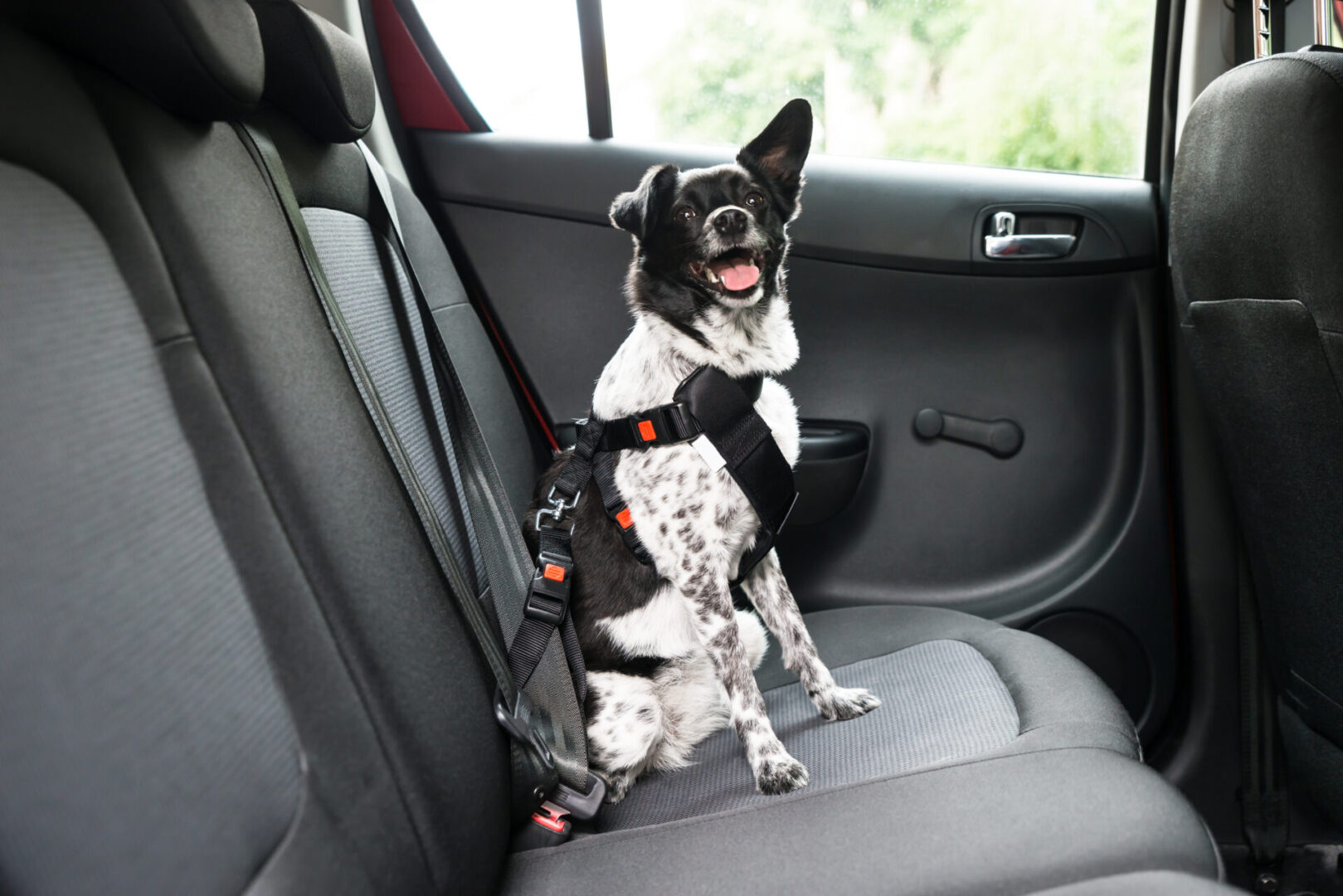 Dog sitting in car with seatbelt harness.