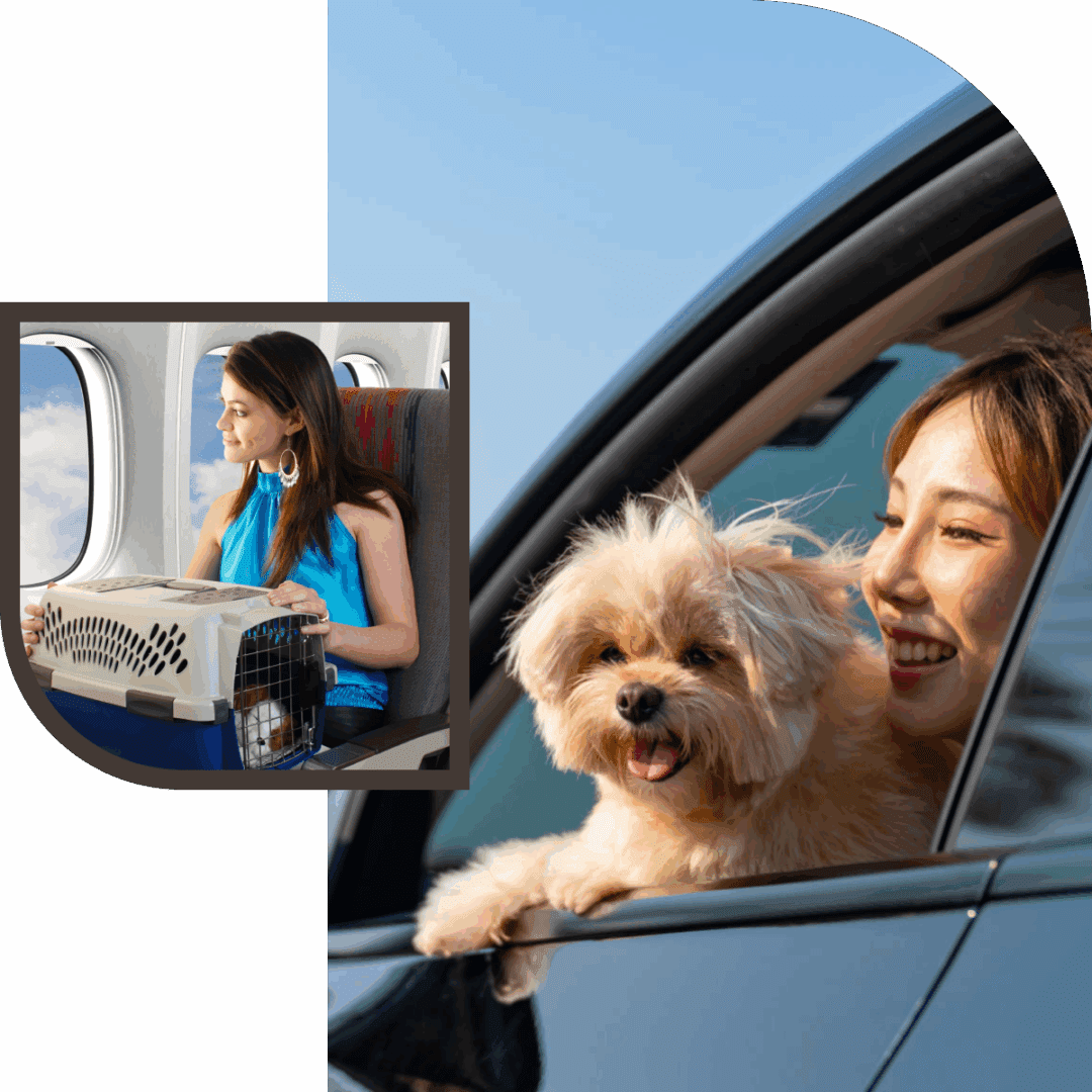 Woman traveling with dog by car and plane.