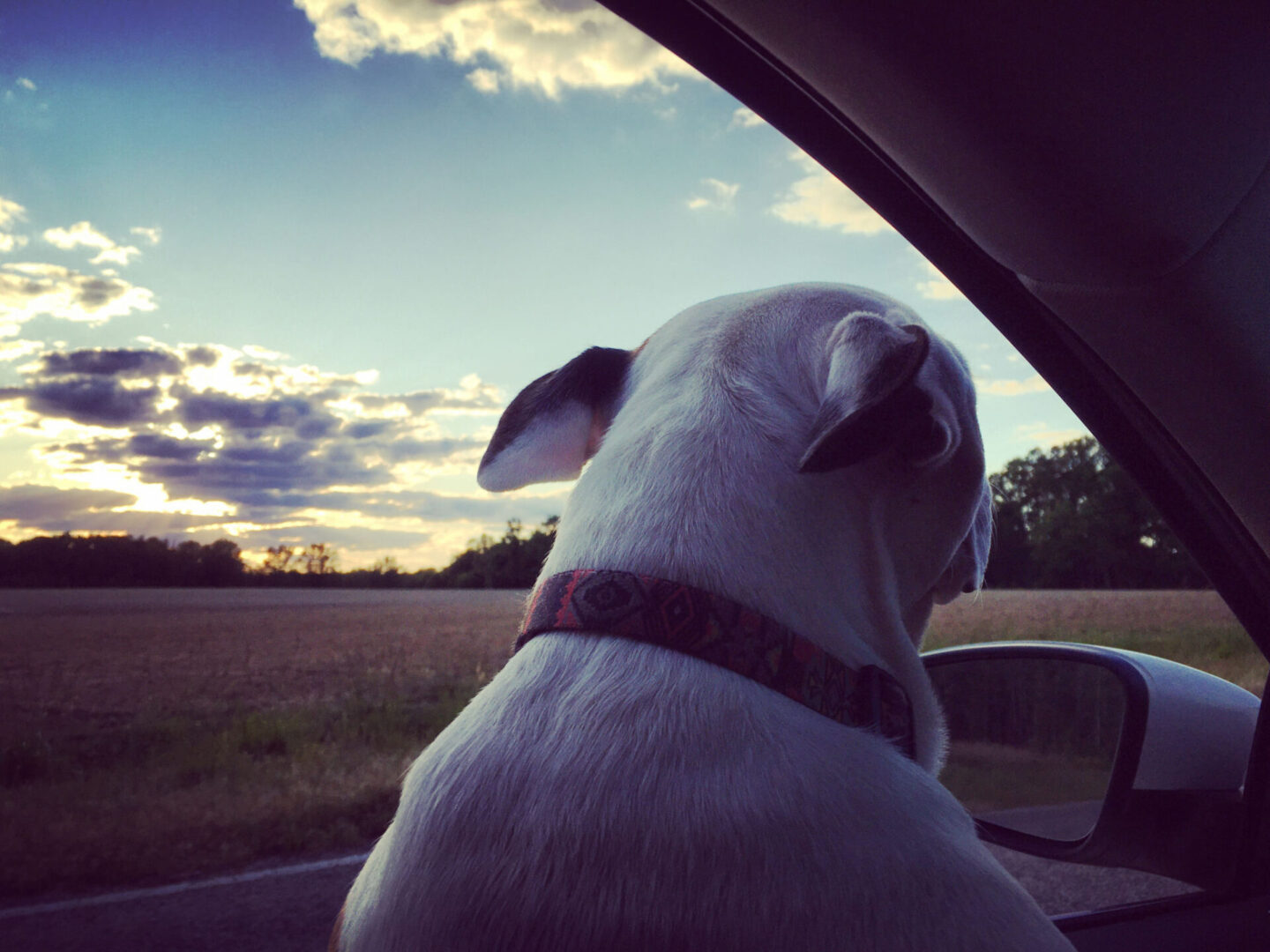 Dog enjoying sunset view from car window.